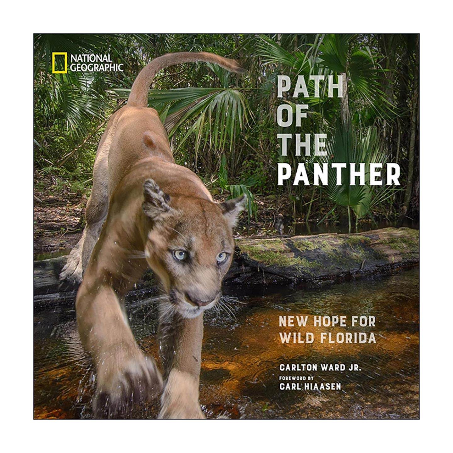 英文原版 Path of the Panther 美洲豹之路 狂野佛罗里达的新希望 拯救濒危物种 精装摄影艺术图册 英文版 进口英语原版书籍