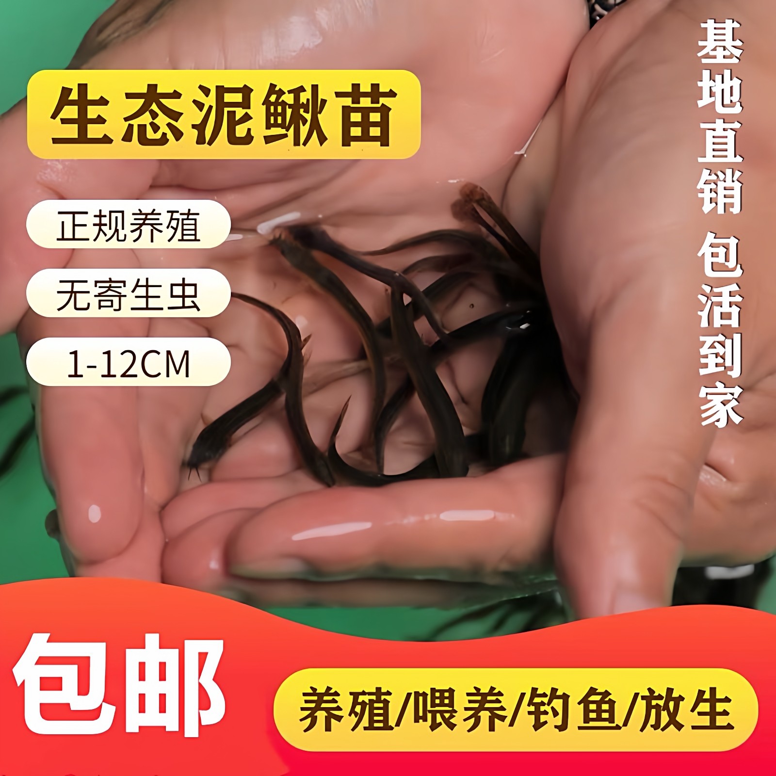 泥鳅苗鲜活喂养宠物钓鱼龙鱼活饵乌龟饲料泥鳅养殖淡水观赏鱼垂钓,水产肉类/新鲜蔬果/熟食,淡水鱼类,淘宝优惠券,粉丝福利购,淘宝优惠卷