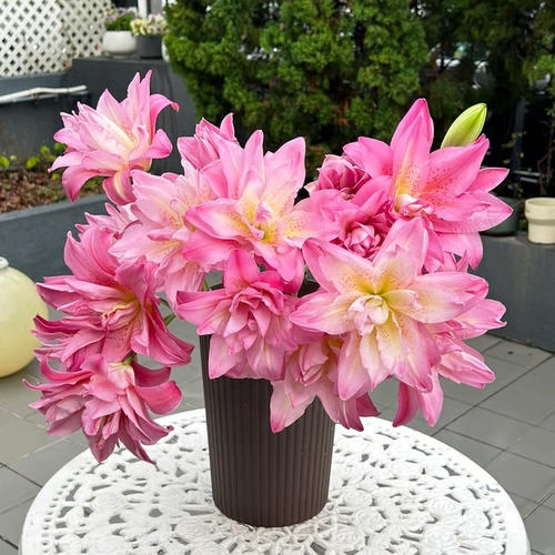【宝莲灯重瓣百合】云南基地直发鲜切花栀子花的香味顺丰包邮