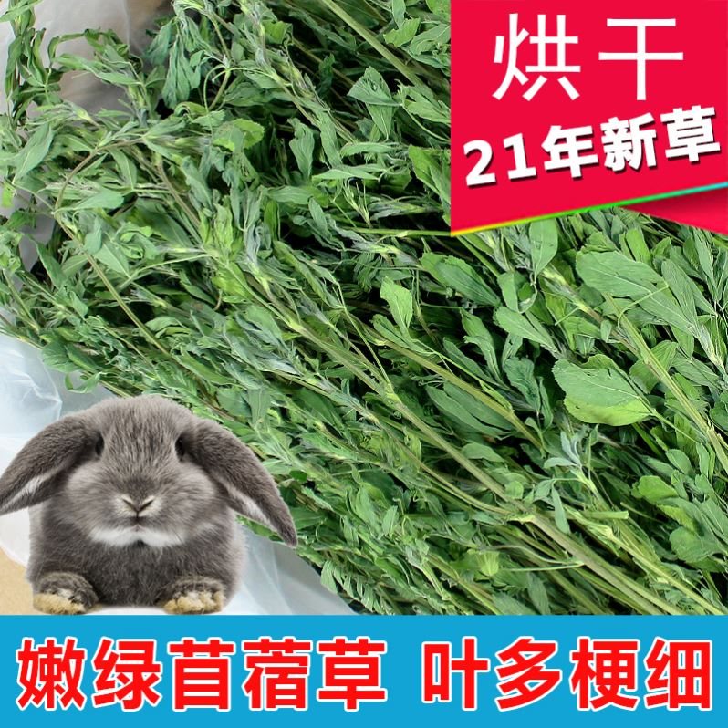 紫花苜蓿草1kg豚鼠荷兰猪龙猫兔子牧草饲料幼兔粮干草兔草苜宿草 券券日记 紫花苜蓿草1kg豚鼠荷兰猪龙猫兔子牧草饲料幼兔粮干草兔草苜宿草 券券日记