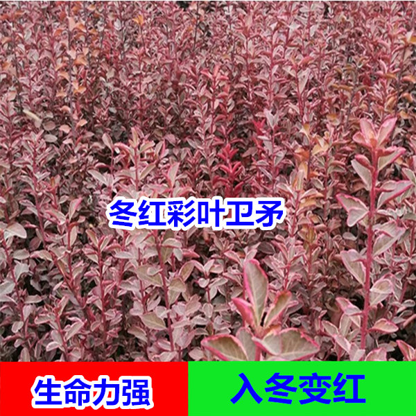 绿化树苗木冬红彩叶卫矛苗花叶卫矛南北方种植市政庭院绿化苗色块