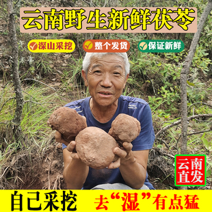 【新鲜带皮茯苓】云南新鲜茯苓10斤整个带皮深山无硫茯苓中药材