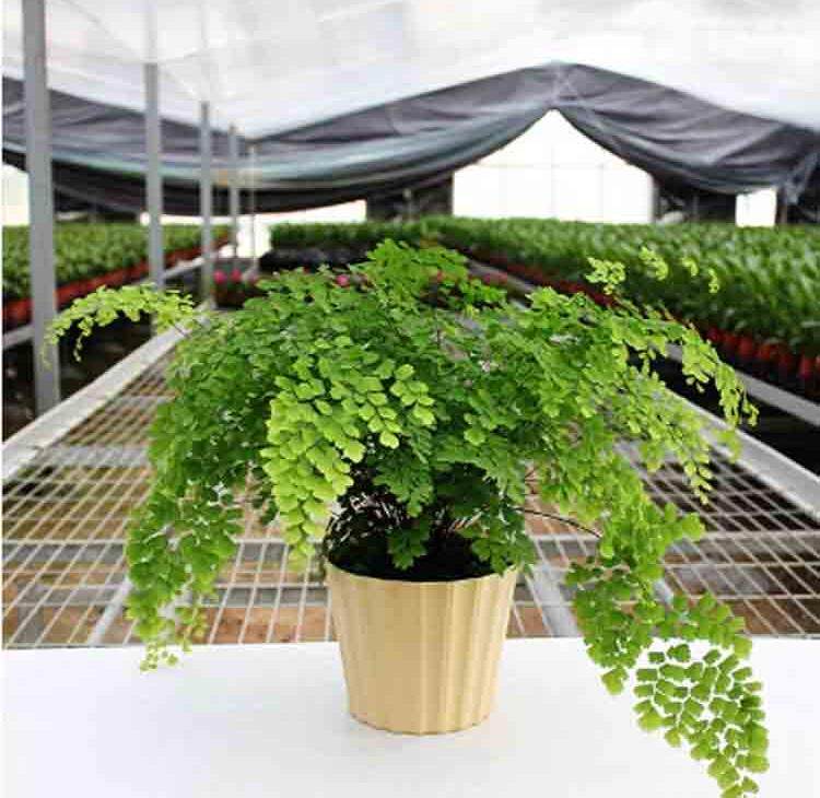 适合放在厕所的植物卫生间植物盆z栽除臭 盆栽绿植 吸甲醛净化空