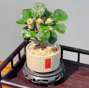 小盼菩提绿植盆栽带果子盆景菩提树陶瓷花盆中式禅意桌面摆件好养