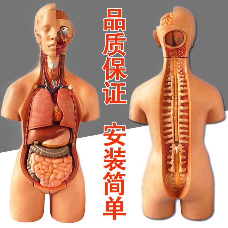 部件教学模型人体构造模型大模男女五脏六腑心脏教具身体功能区.