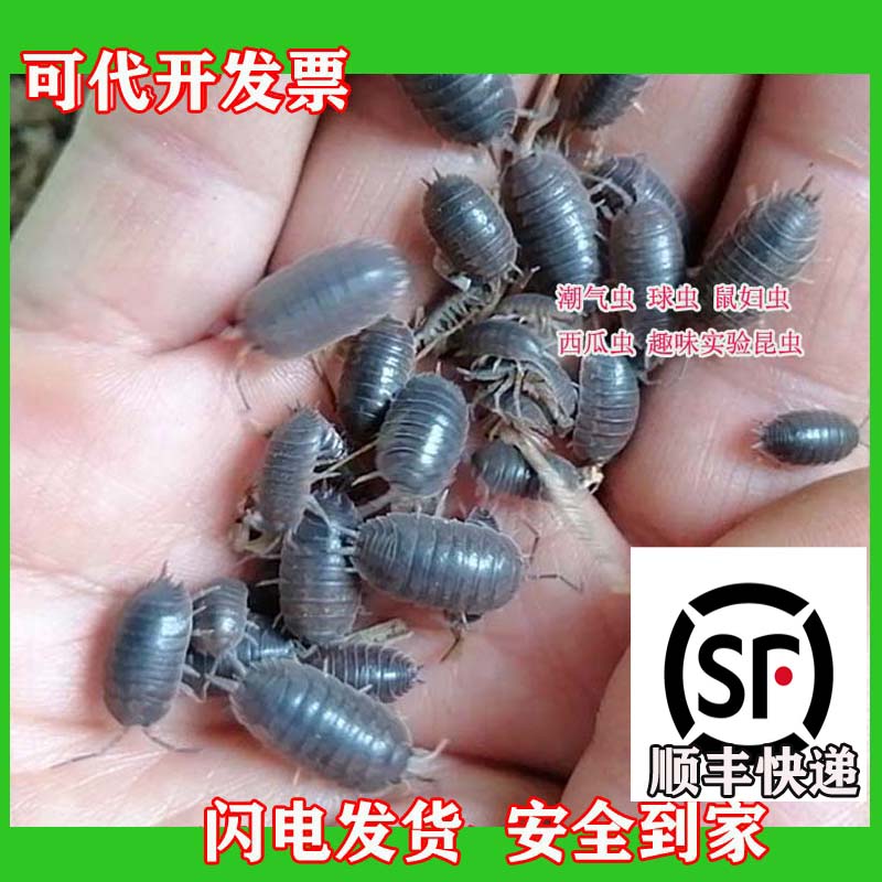 包活湿虫生物实验套餐鼠妇