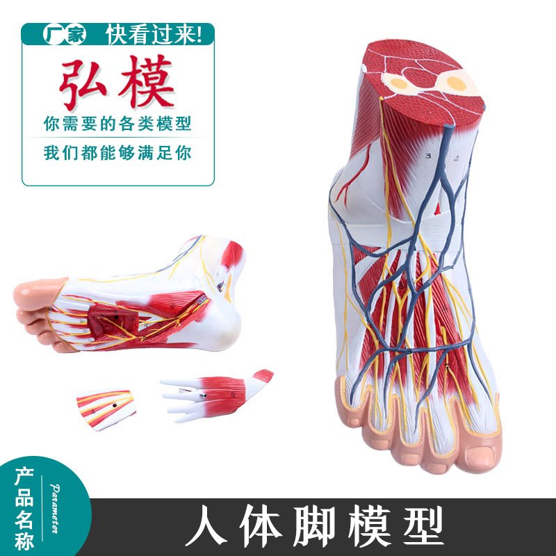 足模型脚解剖足解剖模型自然大足模型人体附带神经