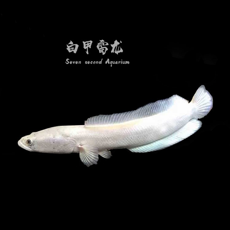 淡水鱼观赏鱼热带鱼中型草缸凶猛鱼苗雷龙鱼大型水里