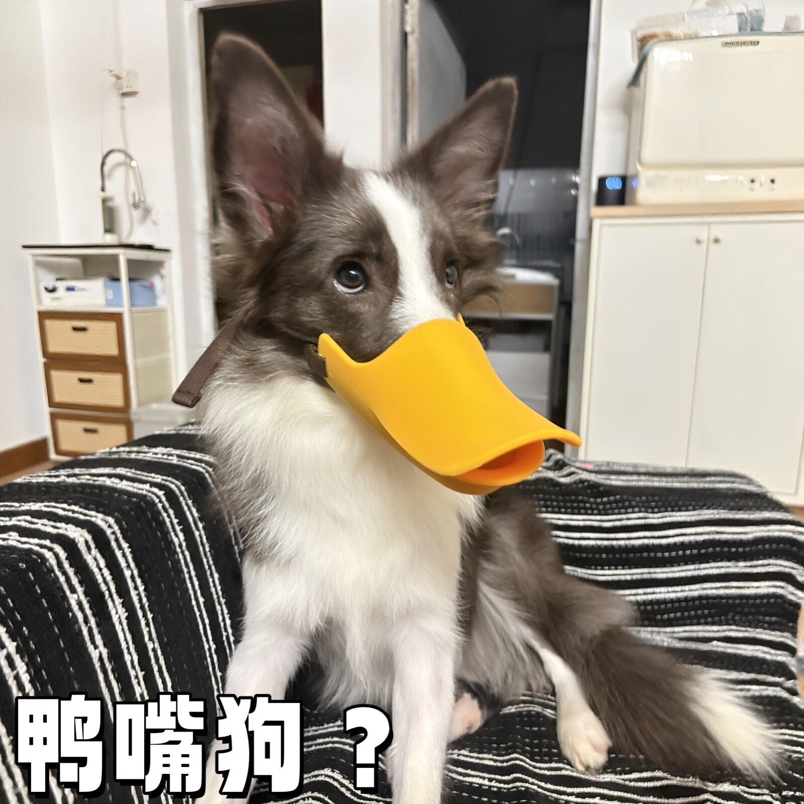 鸭嘴狗?宠物硅胶狗嘴套遛狗防咬人防叫防乱吃金毛大型犬透气口罩