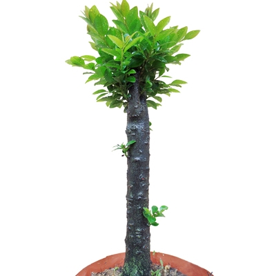 名贵j小叶紫檀盆景树苗室内植物办公室绿植四季常青客厅盆栽包邮