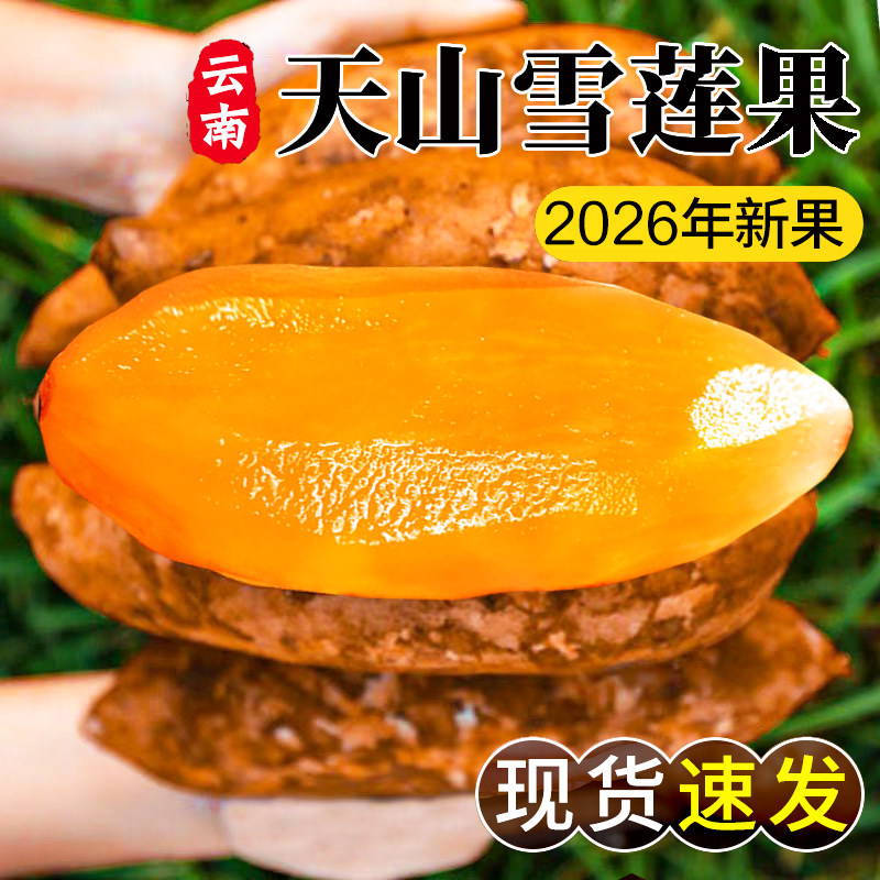天山雪莲果新鲜大果9斤应当季孕妇水果特级红心云南雪连果一整箱