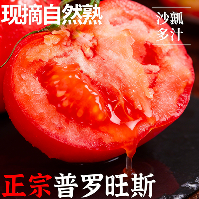 西红柿自然熟沙瓤当季水果