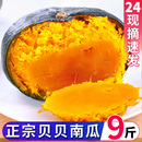 贝贝南瓜板栗味贝贝小南瓜栗面老瓜正宗正品 新鲜9斤婴儿粉糯香甜