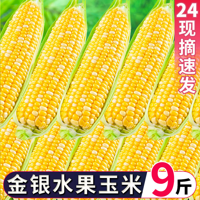云南金银水果玉米新鲜生吃甜糯