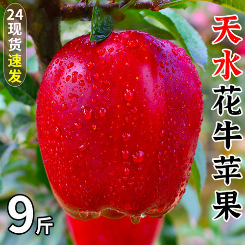 甘肃天水花牛苹果新鲜蛇粉面平果