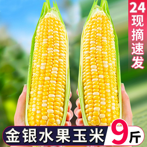 云南金银水果玉米甜糯玉米棒子
