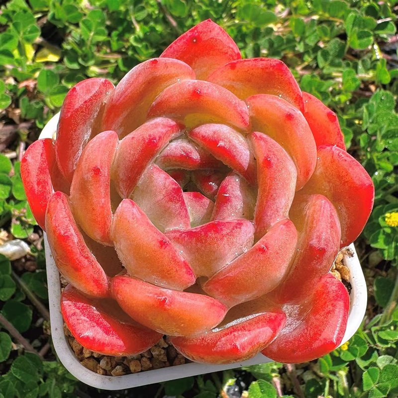 慢悠花房全明f星精品多肉办公室阳台绿植园艺盆栽花卉庭院多肉植