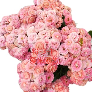 爱米园艺长寿花大花重瓣开花x花卉带花苞-测试品粉色3-1-蟠桃