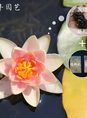 金丰园艺c金光小型睡莲橘黄色耐寒水培盆栽室内四季种植热销带花