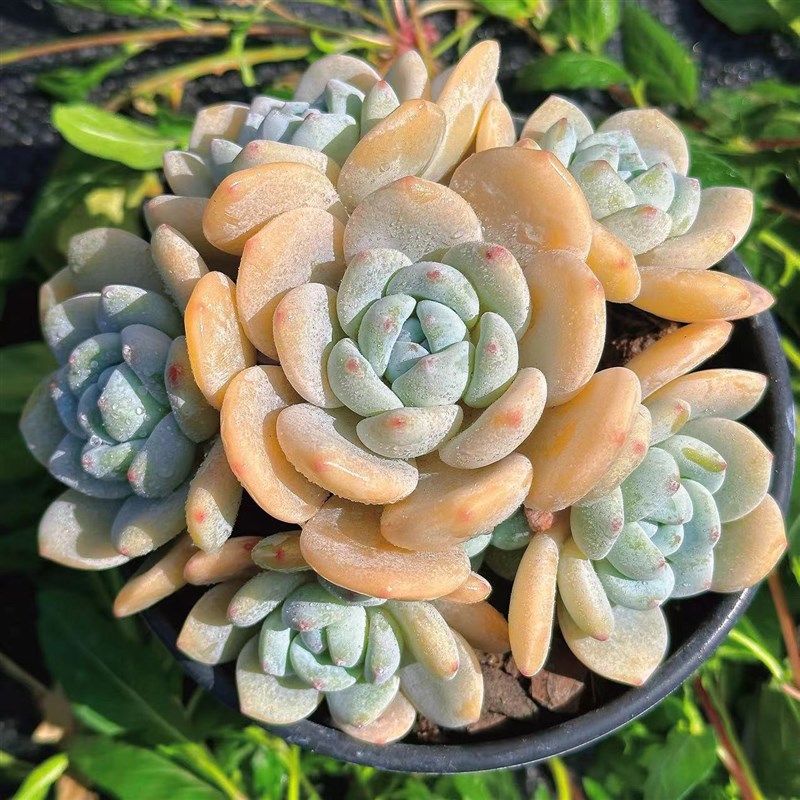 浪漫七夕礼e慢悠花房新批次冷香精品多肉办公室阳台绿植园艺盆栽