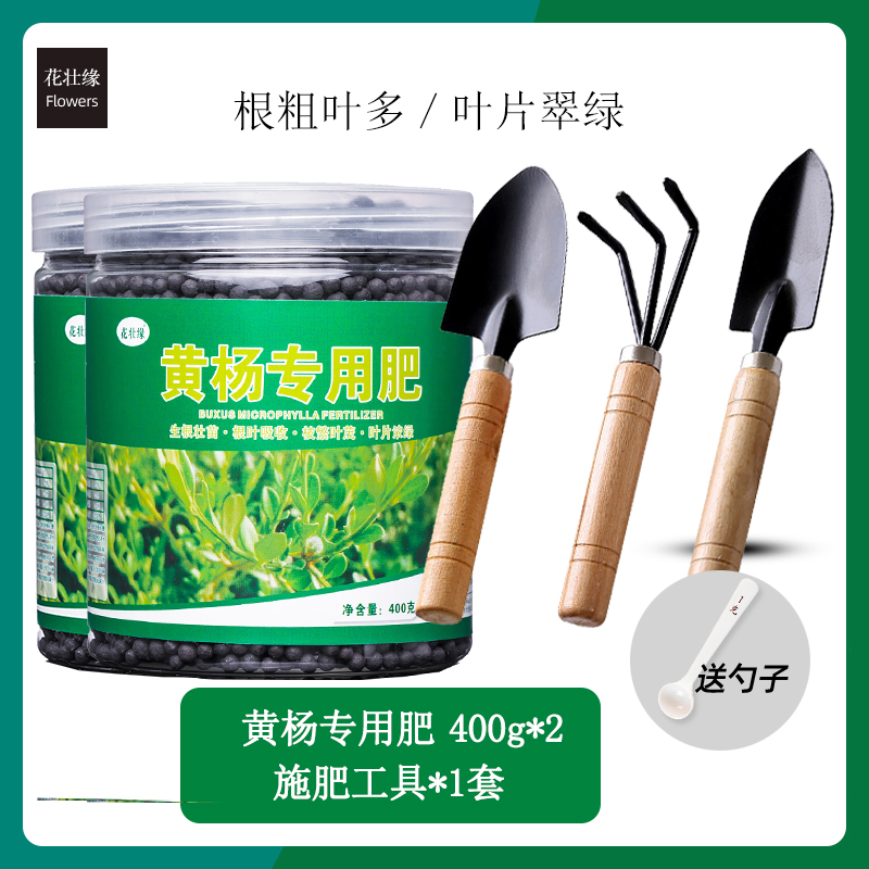 黄杨肥料黄杨树苗肥料黄杨树盆景营H养液雀舌黄杨木老桩有机肥