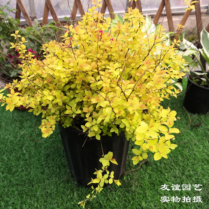 金焰绣线c菊多年生木本庭院花园调色花镜观叶植物金色带土发货