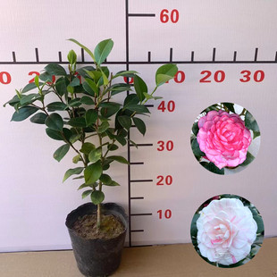 吉普赛女郎茶花戴n氏之歌拉力皮特姚黄魏紫四季绿植花卉盆景