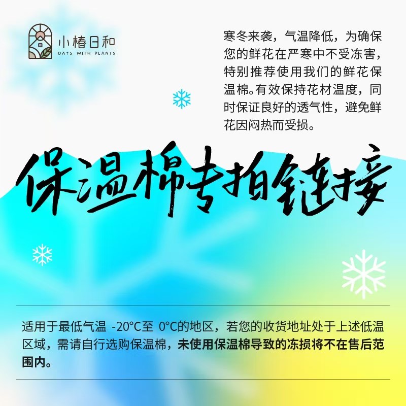 小椿日和 金叶箱根草耐阴耐寒耐热阴生花园花镜彩叶多年生观赏草