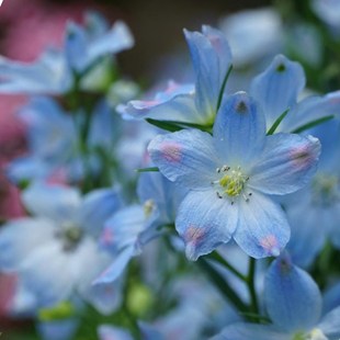小花飞燕草花苗  耐寒草本庭E院花卉穴盘苗西安长青园艺