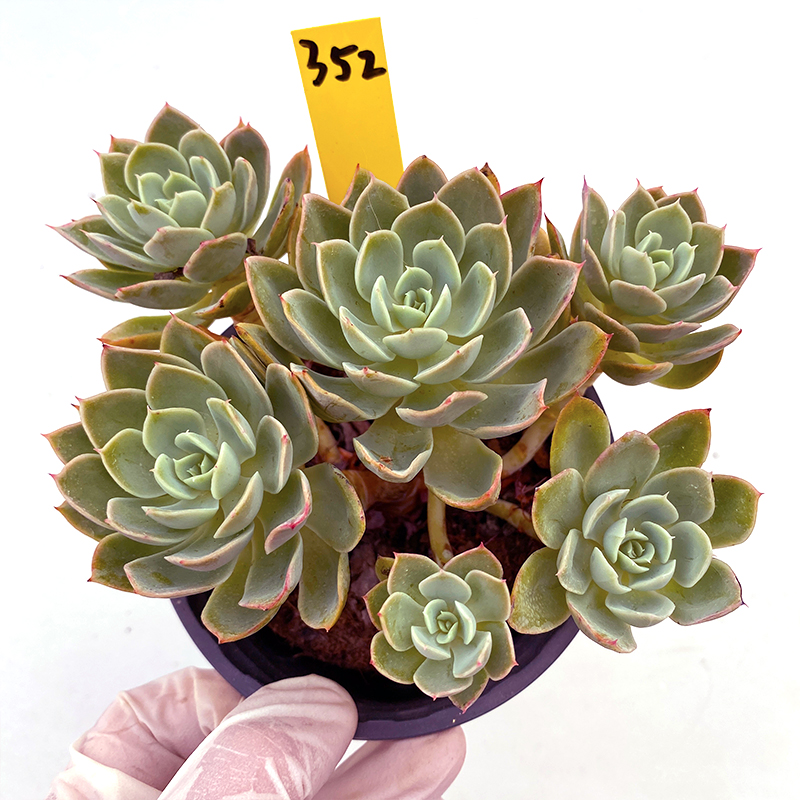 丝绸面纱红鹤多肉植物老桩群z生一物一拍悬崖桩向阳派多肉园艺