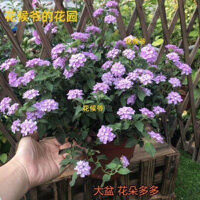 蔓马樱丹花苗紫花五色梅庭院阳台四季垂吊花卉耐热花期长2盆 一家用心的杂货铺 淘优券