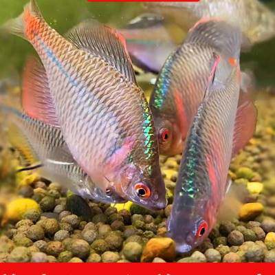 七彩鳑鲏鱼高体旁皮鱼冷水活鱼观赏鱼原生鱼好养淡水小型鱼苗耐活