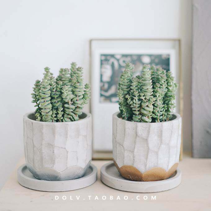 钱多多植物盆栽福禄桐盆栽绿植室内土养金钱兜大金钱树客厅落地式