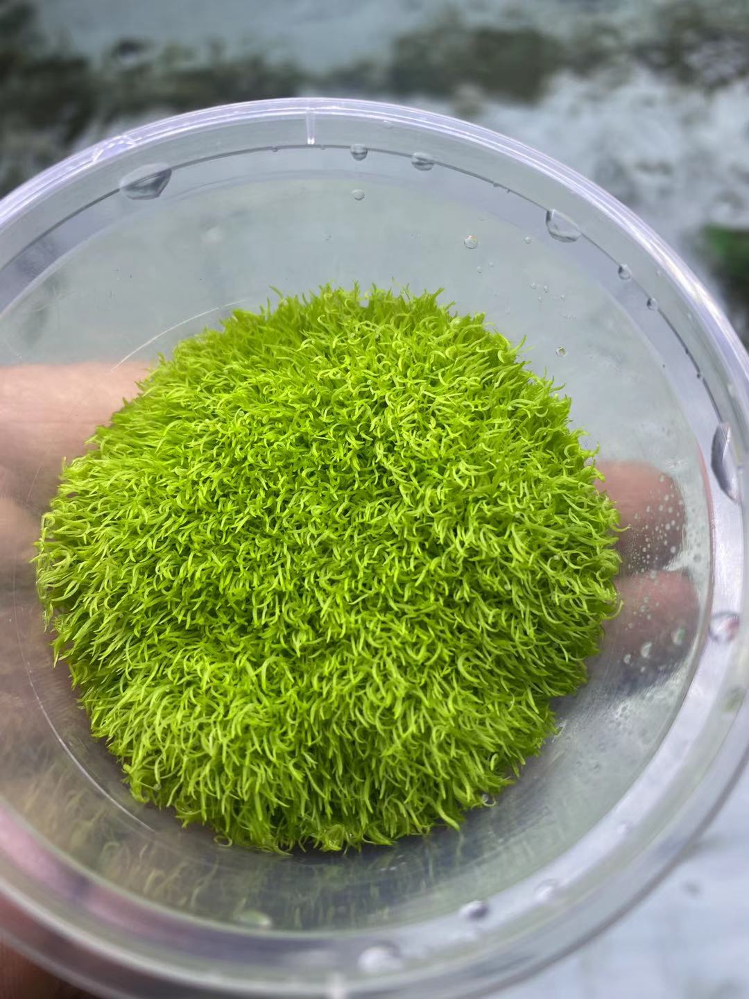 挖耳草淘宝天猫优惠券大全 品牌精品汇聚 价格大全移动版 最宠网