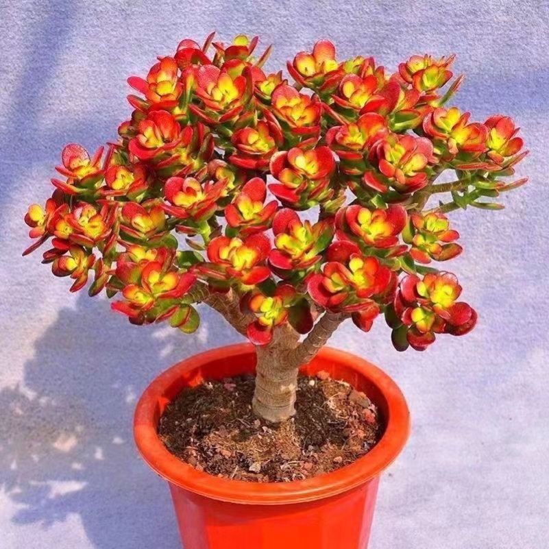 聚財(cái)樹搖錢發(fā)財(cái)樹招財(cái)多肉玉樹盆栽老樁好養(yǎng)四季室內(nèi)綠植花卉基地