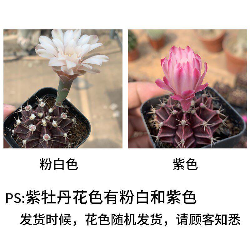 紫牡丹黑牡丹丽蛇n牡丹丽蛇丸蛇纹玉裸萼球属实生开花漂亮仙人球 青裘佃百货店的小店 淘优券