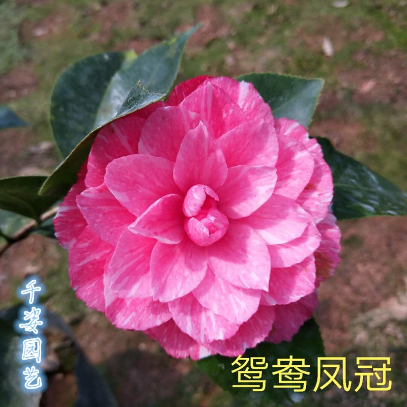 鸳鸯凤冠珍惜名贵龙岩种一树多色茶花室内外庭院种植花卉绿植盆栽