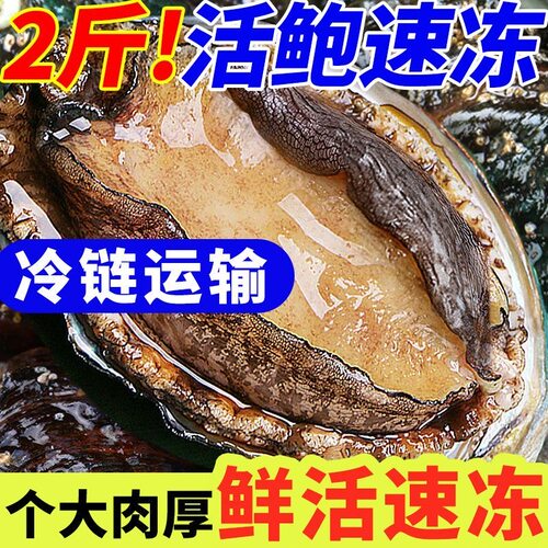 东山岛深海大鲍鱼5-10头商用批发
