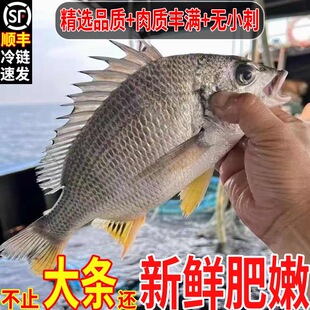 东山岛海钓特大黄翅鱼野捕黄立鱼黄脚腊鱼海鲜水产活冻冰鲜黄翅鱼