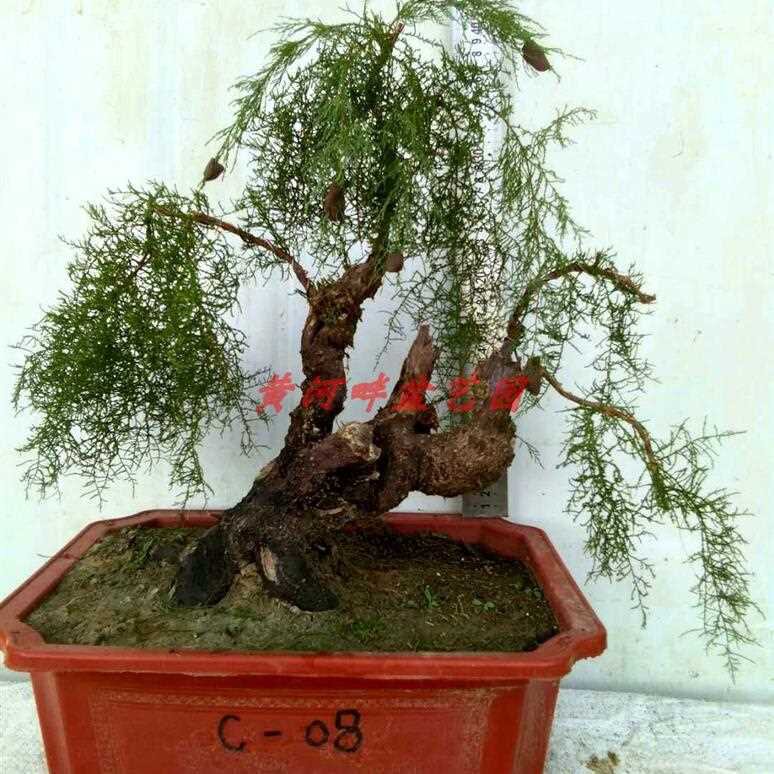 C 怪柳盆景柽柳盆栽观音柳小苗木阳台熟桩生桩花卉绿植园艺老树桩 领券省巴巴 省钱省到家