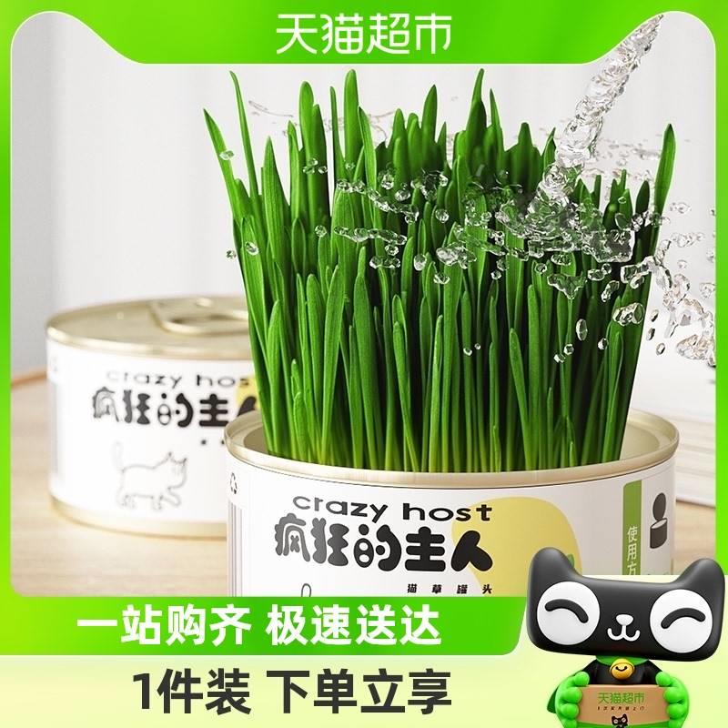 猫草盆栽小麦种子水培种植套装去毛球猫草种籽猫薄荷猫零食化毛草