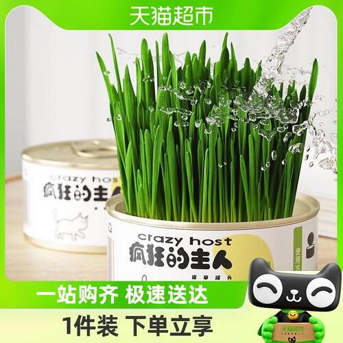 猫草盆栽小麦种子水培种植套装去毛球猫草种籽猫薄荷猫零食化毛草