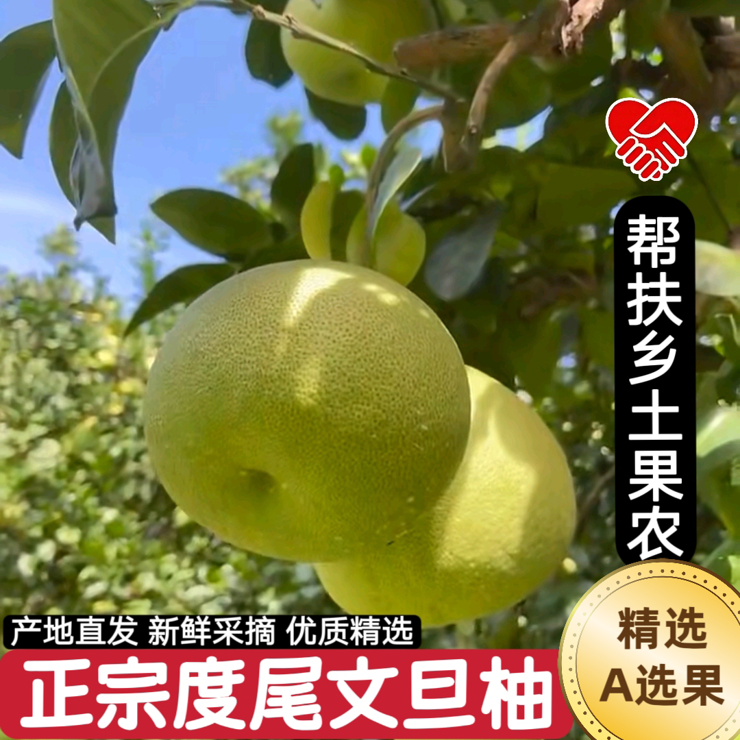 福建莆田度尾文旦柚现摘爆汁甜