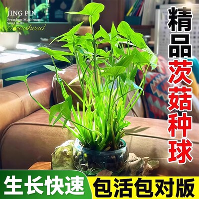 水生植物慈姑种苗茨菇种球慈菇水培茨菰阳台净化水质鱼缸造景水草
