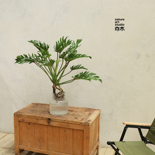 水培仙羽蔓绿绒室内耐阴好养春羽带老桩绿植懒人水养植物净化空气