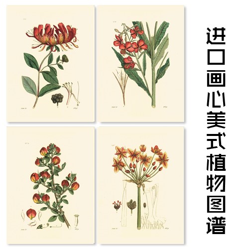 新款美式植物图谱花卉图鉴美家画芯简约画心小清新