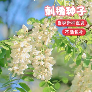 刺槐种子护坡固土草籽草种白花刺槐树香花槐紫穗槐洋槐槐花树种籽