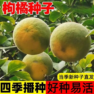 新采枸橘种子枳壳种子枸桔红橘橘子柑橘香橙脐橙籽嫁接砧木树种子