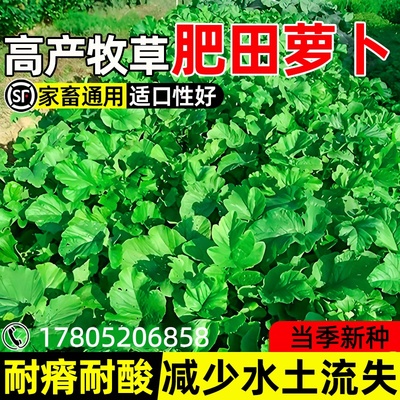 肥田萝卜种子耐寒耐旱天然果园绿肥种籽蜜源固氮抑制杂草畜牧养殖