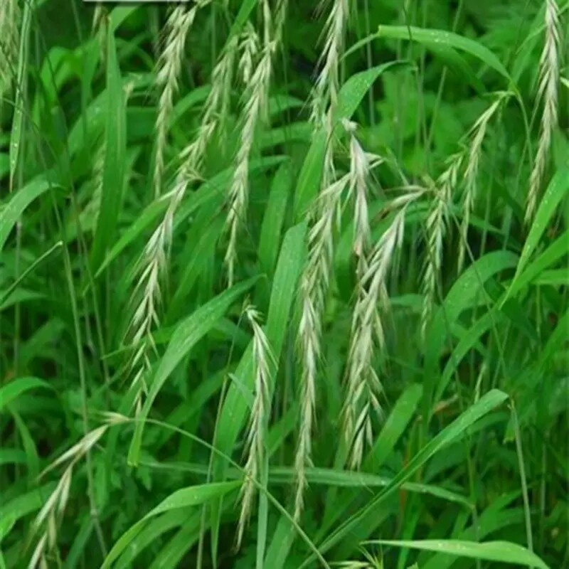 牧草种子 老芒麦种子 牛羊食用牧草成活率高量大从优